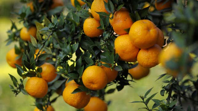 Oranges hanging from tree