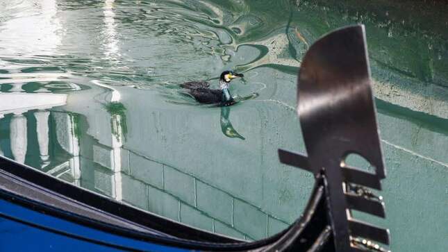 Image for article titled Venetian Fish Are Doing Better Than All of Us Right Now