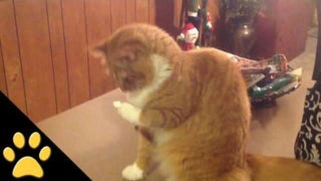 This Cat Has No Fucking Idea What to Do with a Marshmallow