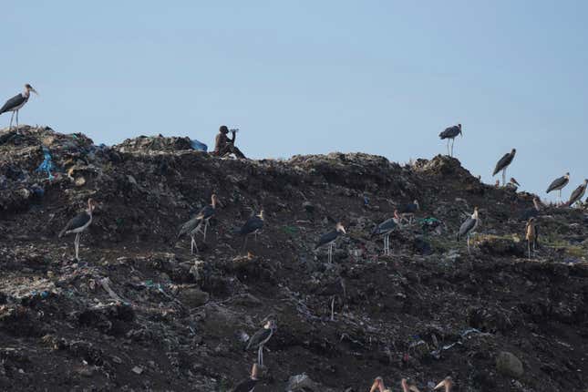 A man who scavenges recyclable materials for a living, centre, drinks water past Marabou storks feeding on a mountain of garage at Dandora, the largest garbage dump in the capital Nairobi, Kenya Wednesday, March 20, 2024. U.N. agencies have warned that electrical and electronic waste is piling up worldwide while recycling rates continue to remain low and are likely to fall even further. (AP Photo/Brian Inganga)