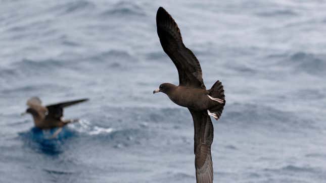 Image for article titled You'll Have to Learn New Names for These American Birds