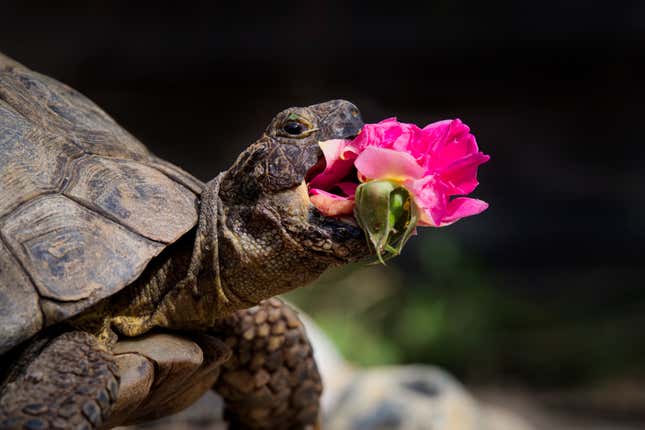 A tortoise with a mouthful of flower.