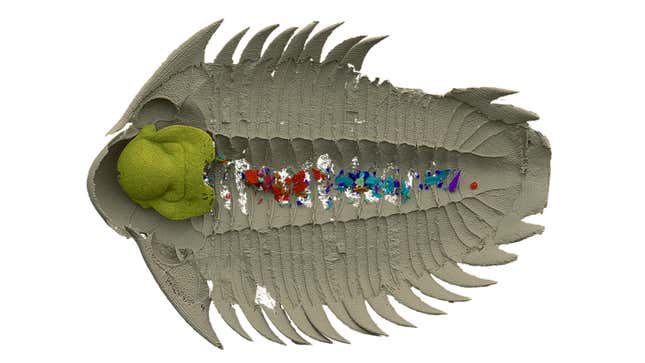 An image showing the distribution of several different marine creatures in the digestive tract of a trilobite.