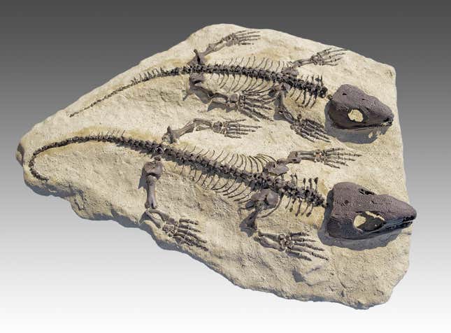 Ανακάλυψη του αρχαιότερου απολιθωμένου δέρματος που χρονολογείται πριν από 300 εκατομμύρια χρόνια