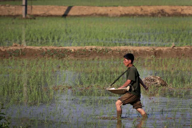 FILE - A farmer fertilizes rice seedlings in fields located along a highway in Pyongyang, North Korea, on June 13, 2017. Hunger remains a chronic problem in Asia, with 55 million more people undernourished in 2022 than before the COVID-19 pandemic, the U.N. Food and Agricultural Organization says in a report issued Monday, Dec. 11, 2023, on food security in the region. (AP Photo/Wong Maye-E, File)