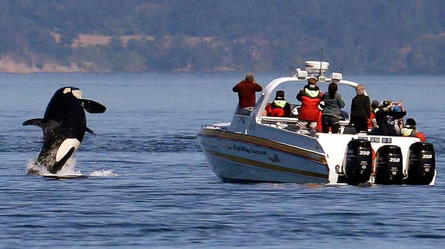 Photo of orca breaching in front of boat