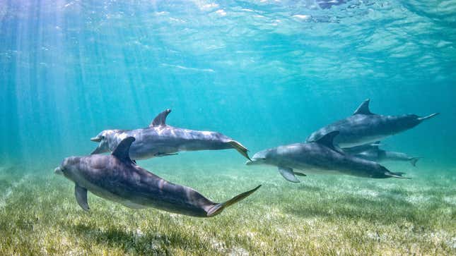 A pod of bottlenose dolphins.