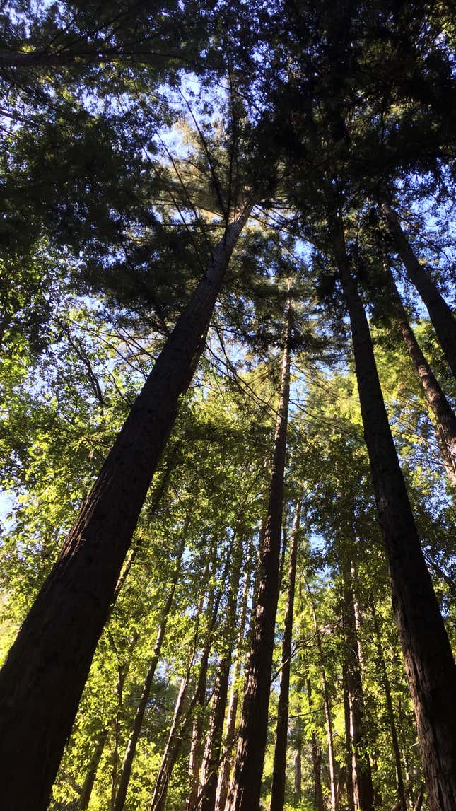 Redwood forest, Lompico.