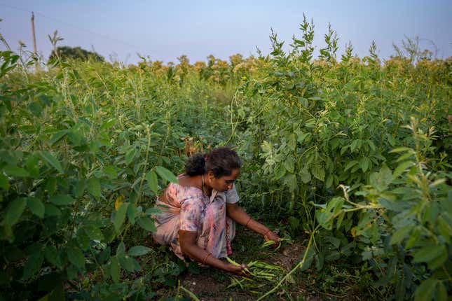 D Rani, a natural farmer, harvests peas as she works at her farm in Pamidipadu village, Bapatla district of southern India&#39;s Andhra Pradesh state, Sunday, Feb. 11, 2024. The area has become a positive example of the benefits of natural farming, a process of using organic matter as fertilizers and pesticides that makes crops more resilient to bad weather. (AP Photo/Altaf Qadri)