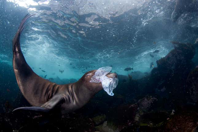 Un león marino joven con plástico en la boca.