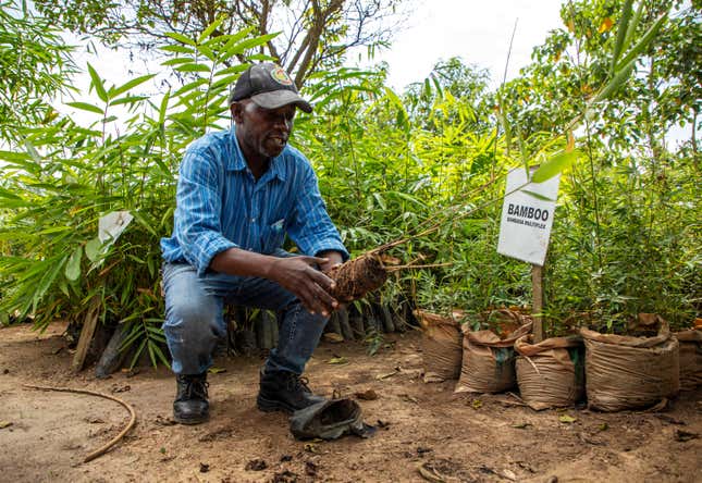 Steve Tusiime, a self-described bamboo collector, talks at the nursery he owns in Mbarara, Uganda, on March 9, 2024. &quot;Each bamboo you see here has a story. It has where it comes from and it has different use and it has a different name,&quot; he said. (AP Photo/Dipak Moses)