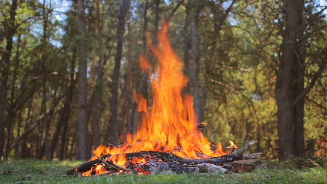 The 10 Best Natural Tinders You Can Find In a Forest, and How to Use Them