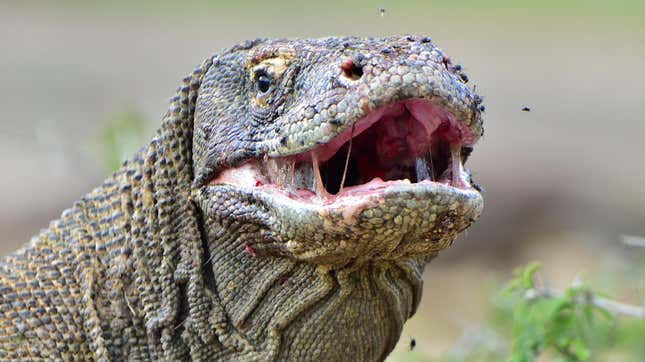 A Komodo dragon with its mouth agape.