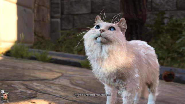Myshka, eine langhaarige weiße Katze mit blauen Augen, fragt, ob du seine Mama bist.