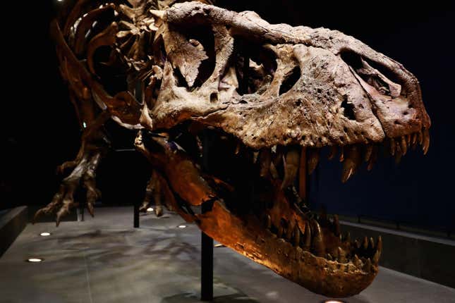 A T. rex fossil.