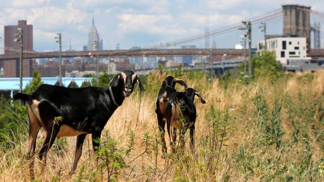 Union files grievance over goats mowing on Western Michigan's campus 