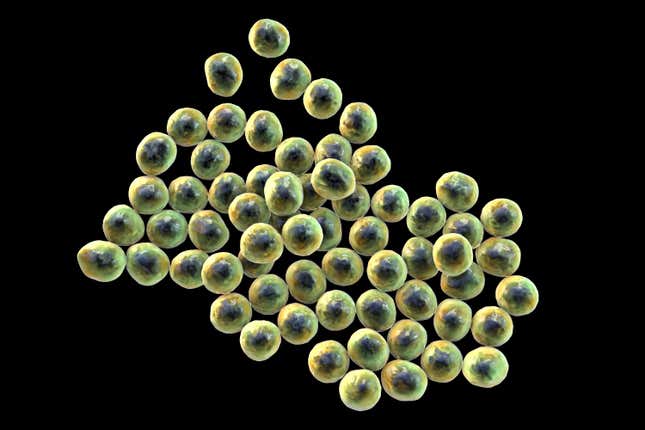 An illustration of Staphylococcus bacteria