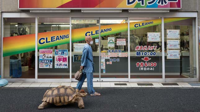 Image for article titled Go on a Walk With the Real-Life Master Roshi and His Giant Tortoise Friend, No Dragon Balls in Sight