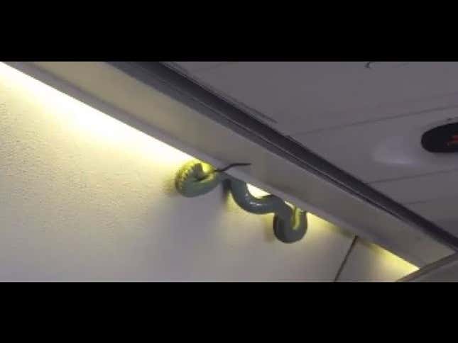 Airline Passengers Freak Out When Cute Lil' Snake Drops From Overhead Bin