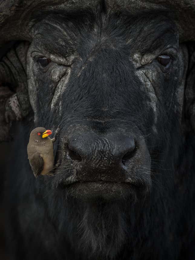 Un picabueyes de pico amarillo en el hocico de un búfalo de agua africano.