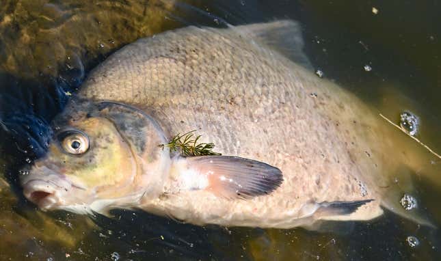 Mass fish die-off in German-Polish river blamed on unknown toxic