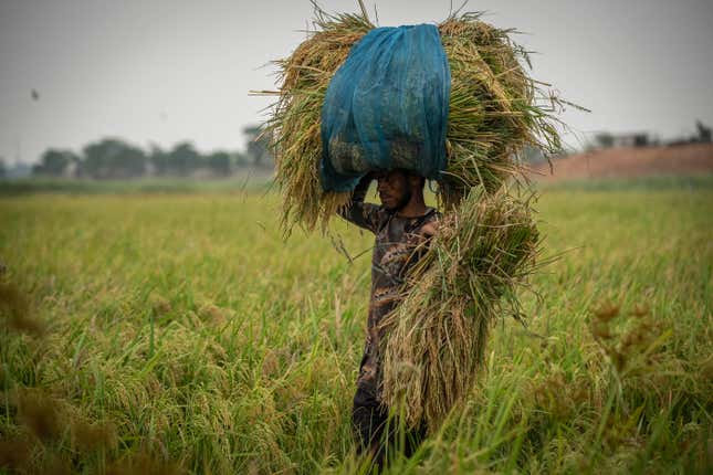 FILE- A farmer carries paddy crop after harvest on the outskirts of Guwahati, India, Tuesday, June 6, 2023. India&#39;s economy has clocked up impressive growth of 7.8% in the first quarter of the current financial year, mainly due to good performance by the agricultural and financial sectors. The World Bank says India is one of the fastest-growing economies of the world and is poised to continue on this path. (AP Photo/Anupam Nath, File)