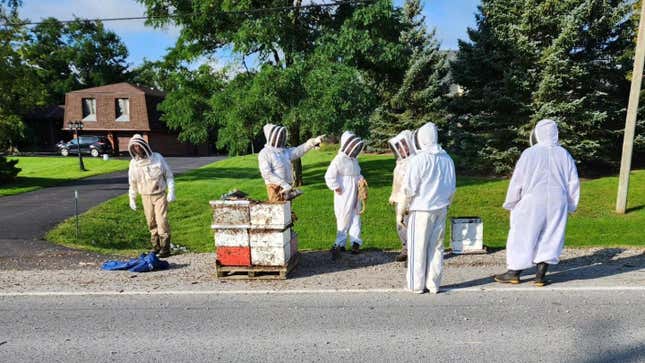 Beekeepers rescuing bees on the side of the road