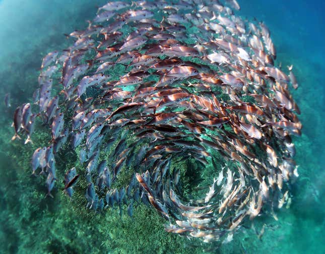 A school of jack fish in a spiral formation at Heron Island in the Great Barrier Reef. 