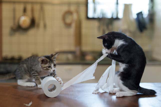 Two cats make ample use of a roll of toilet paper.