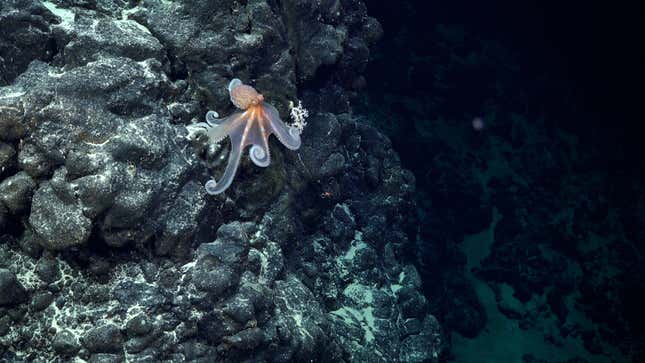An octopus documented during Dive 674.