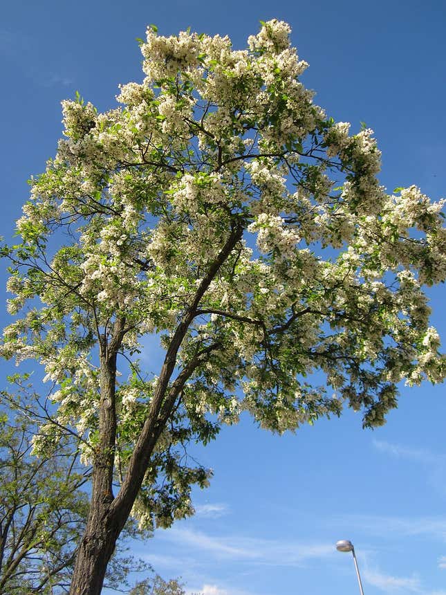 A white flowering tree