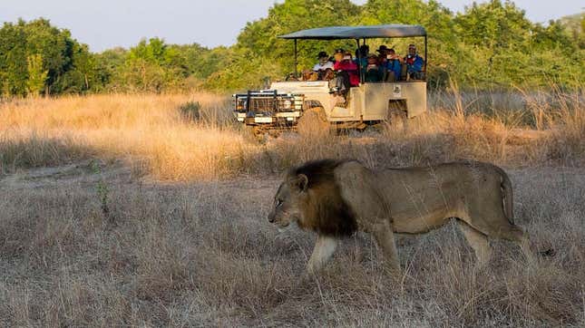 A male lion (Panthera leo) in South Luangwa National Park in eastern Zambia.