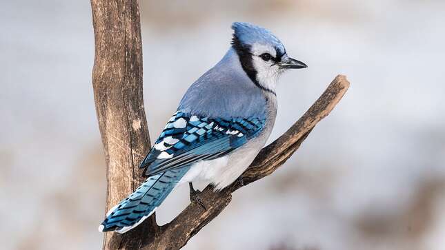 Do Blue Jay Birds Mate for Life? Uncover the Truth