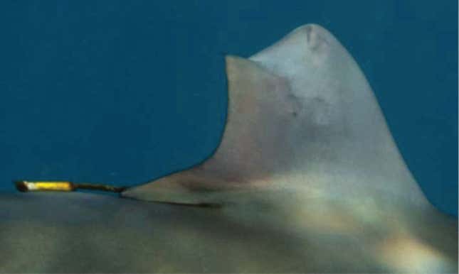 Healed fin, seen in May 2023.