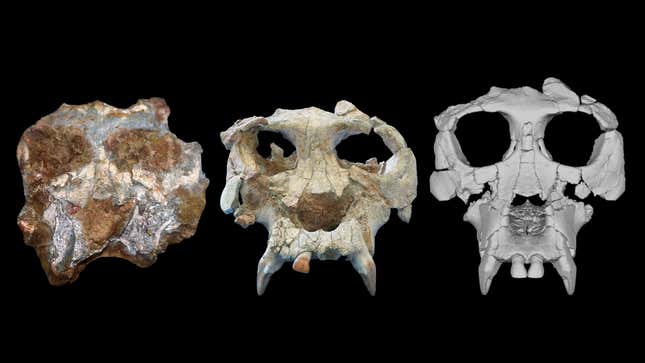 The Pierolapithecus cranium (left), the after the fossil's preparation (center), and its virtual reconstruction (right).