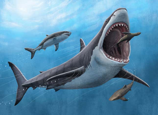 An artist's illustration of O. megalodon pursuing a seal.