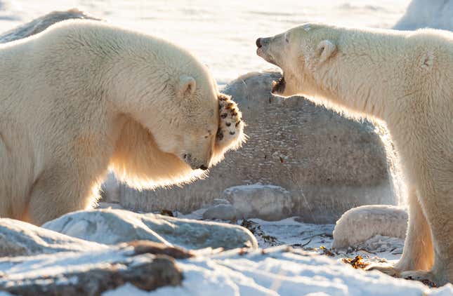 A polar carnivore  looks exasperated by its friend's outburst.