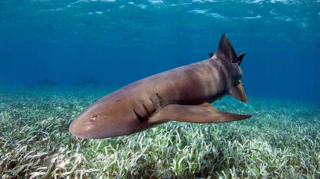 A nurse shark above some seagrass.
