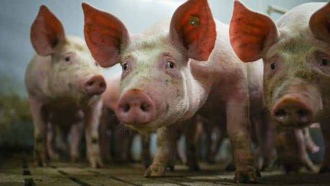 A photo of three pigs at a farm. 