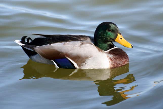 Image for article titled &#39;Maybe Hang Out In The Water Awhile, Then Look For Some Old Bread,&#39; Duck Tells Self