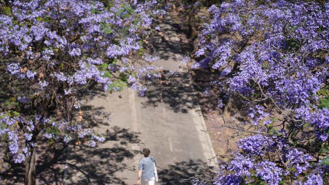 Blooming jacaranda tree seen from Triana Bridge on March 10, 2024, in Seville (Andalusia, Spain).  Jacaranda is a typical Seville tree that blooms twice a year, in autumn and spring.