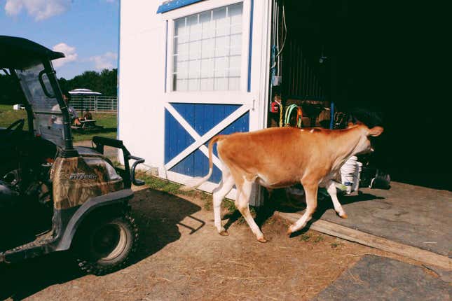 Image for article titled Impressions of Crouton, a Moderately Famous Internet Cow