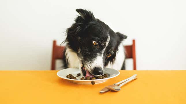 Is Direct-to-Consumer Dog Food Worth the Money?