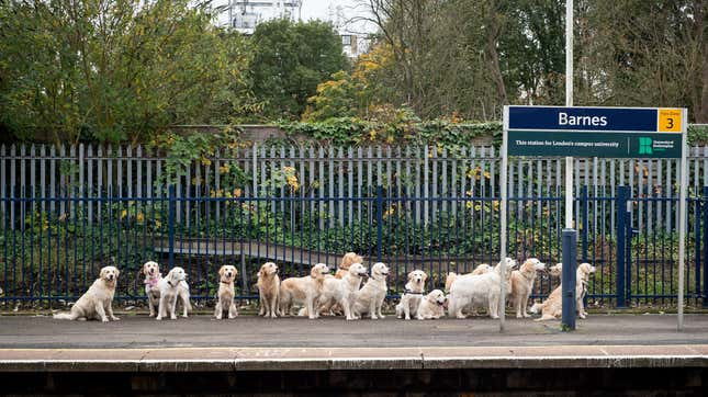 Image for article titled Saturday Night Social: Mind the Gap, and the Golden Retrievers
