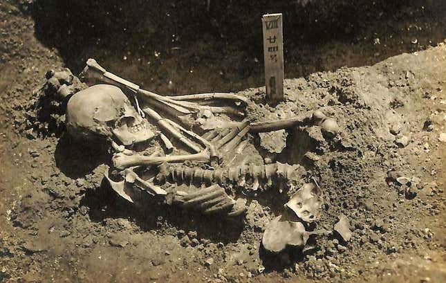 Original excavation photograph of Tsukumo No. 24. The man died after being attacked by a shark or sharks, according to a new analysis of his injuries.