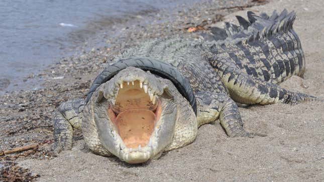 A photo of an Indonesian crocodile with a tire round its neck. 