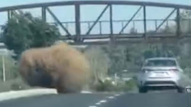 Image for article titled Jesus Christ, Look At How Big This Tumbleweed Is