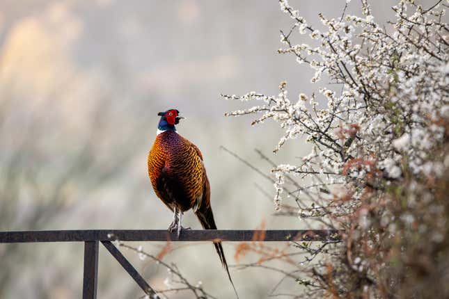 A pheasant perches on a gate.