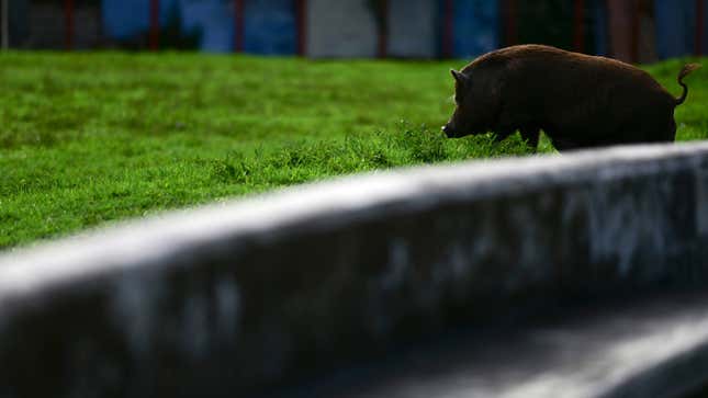 A feral Vietnamese pot-bellied pig spotted in San Juan, Puerto Rico.