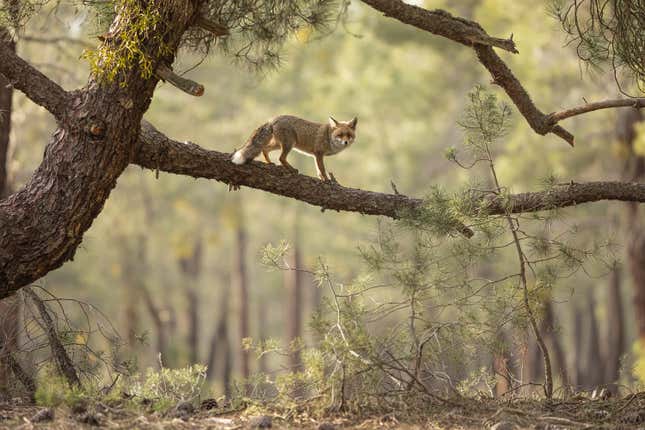 A red fox walks along a tree branch in Sherwood Pines Forest Park.